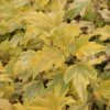 Physocarpus Opulifolius Anny's Gold - Physocarpe -Fleurs & Plantes Soldes Boutique Physocarpus opulifolius Anny s Gold 84199 1