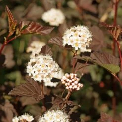 Physocarpus Opulifolius Perspektiva