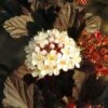 Physocarpus Opulifolius Summer Wine -Fleurs & Plantes Soldes Boutique Physocarpus opulifolius Summer Wine 84410 1