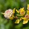 Physocarpus Opulifolius Tiny Wine Gold -Fleurs & Plantes Soldes Boutique Physocarpus opulifolius Tiny Wine Gold copyright 1007661 1
