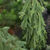 Picea Abies Frohburg - Epicea Pleureur 1 Picea Abies Frohburg - Epicea Pleureur -Fleurs & Plantes Soldes Boutique Picea abies Frohburg 0675002 1