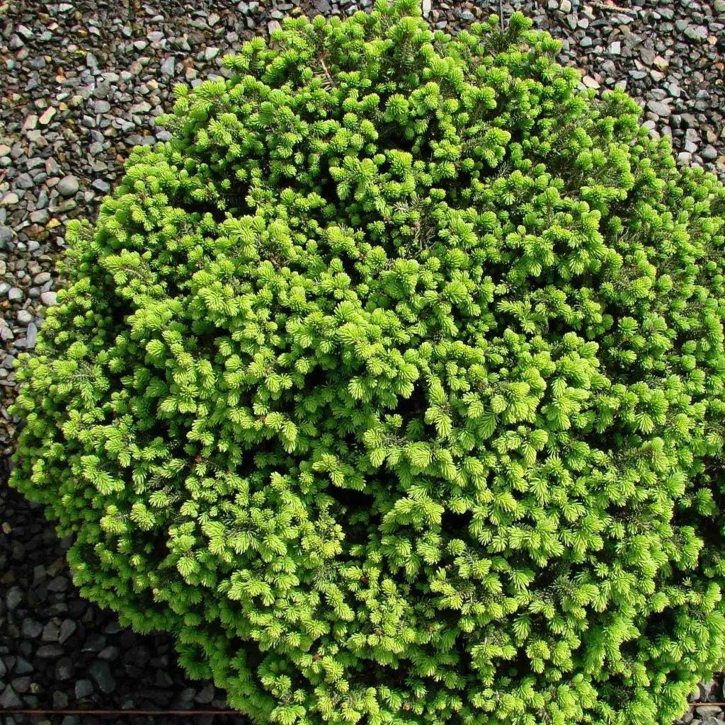 Épicéa Nain - Picea Abies Little Gem 2L/3L 3 Épicéa Nain - Picea Abies Little Gem 2L/3L