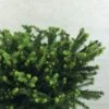 Epicea Commun - Picea Abies Maxwellii -Fleurs & Plantes Soldes Boutique Picea abies Maxwellii 679002 1