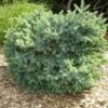 Épinette Blanche - Picea Glauca Cecilia -Fleurs & Plantes Soldes Boutique Picea glauca Cecilia 0683002 1