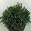 Picea Glauca Echiniformis Echt - Epinette Blanche -Fleurs & Plantes Soldes Boutique Picea glauca Echiniformis Echt 689002 1