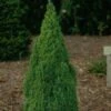 Picea Glauca Laurin - Epinette Blanche -Fleurs & Plantes Soldes Boutique Picea glauca Laurin 0690002 1