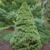 Epinette Blanche - Picea Glauca Rainbow's End -Fleurs & Plantes Soldes Boutique Picea glauca Rainbow s End 0691002 1