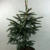 Epinette Noire - Picea Mariana Aurea -Fleurs & Plantes Soldes Boutique Picea mariana Aurea 695002 1