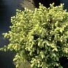 Picea Mariana Nana - Epinette Noire -Fleurs & Plantes Soldes Boutique Picea mariana Nana 0696002 1