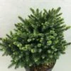 Epicea De Serbie - Picea Omorika Beskid -Fleurs & Plantes Soldes Boutique Picea omorika Beskid 698002 1