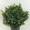 Epicea De Serbie - Picea Omorika Morava 2 Epicea De Serbie - Picea Omorika Morava -Fleurs & Plantes Soldes Boutique Picea omorika Morava 701002 1