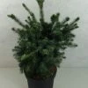 Epicea De Serbie - Picea Omorika Wodan 2 Epicea De Serbie - Picea Omorika Wodan -Fleurs & Plantes Soldes Boutique Picea omorika Wodan 703002 1
