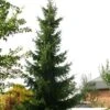Épicéa De Serbie Nana - Picea Omorika -Fleurs & Plantes Soldes Boutique Picea omorika epicea de Serbie Nana 87086 1 87086 1