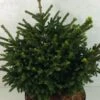 Picea Orientalis Barnes - Sapinette D'Orient 2 Picea Orientalis Barnes - Sapinette D'Orient -Fleurs & Plantes Soldes Boutique Picea orientalis Barnes 704002 1