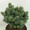 Picea Pungens Brynek - Epicea Bleu 2 Picea Pungens Brynek - Epicea Bleu -Fleurs & Plantes Soldes Boutique Picea pungens Brynek 709002 1