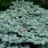 Epicea Bleu - Picea Pungens Glauca Globosa -Fleurs & Plantes Soldes Boutique Picea pungens Glauca Globosa 0710002 1