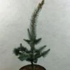 Picea Pungens Iseli Foxtail - Epicea Bleu 2 Picea Pungens Iseli Foxtail - Epicea Bleu -Fleurs & Plantes Soldes Boutique Picea pungens Iseli Foxtail 712002 1