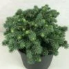 Epicea Bleu - Picea Pungens Kuba 1 Epicea Bleu - Picea Pungens Kuba -Fleurs & Plantes Soldes Boutique Picea pungens Kuba 714002 1