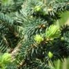 Epicea Bleu - Picea Pungens Sonia 2 Epicea Bleu - Picea Pungens Sonia -Fleurs & Plantes Soldes Boutique Picea pungens Sonia C 715002 1
