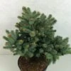 Epicea Bleu - Picea Pungens Thuem -Fleurs & Plantes Soldes Boutique Picea pungens Thuem 716002 1