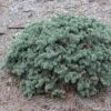 Epicea Bleu - Picea Pungens Waldbrunn 2 Epicea Bleu - Picea Pungens Waldbrunn -Fleurs & Plantes Soldes Boutique Picea pungens Waldbrunn 0717002 1