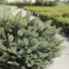 Épicéa De Sitka - Picea Sitchensis Nana -Fleurs & Plantes Soldes Boutique Picea sitchensis Nana IF 1007782 1