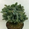 Epicea De Sitka - Picea Sitchensis Rom -Fleurs & Plantes Soldes Boutique Picea sitchensis Rom 719002 1