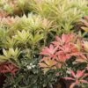 Andromède Du Japon - Pieris Japonica Flaming Silver -Fleurs & Plantes Soldes Boutique Pieris Flaming Silver 84205 1