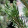 Pin - Pinus Flexilis Vanderwolf's Pyramid 2 Pin - Pinus Flexilis Vanderwolf's Pyramid -Fleurs & Plantes Soldes Boutique Pin Pinus flexilis Vanderwolf s Pyramid IF 1007822 1