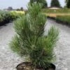 Pin De Bosnie - Pinus Heldreichii Malinkii -Fleurs & Plantes Soldes Boutique Pin Pinus heldreichii Malinkii IF 1007842 1