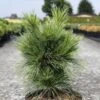 Pin - Pinus Schwerinii Wiethorst 2 Pin - Pinus Schwerinii Wiethorst -Fleurs & Plantes Soldes Boutique Pin Pinus schwerinii Wiethorst IF 1007942 1