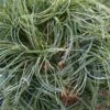 Pin De Weymouth Nain - Pinus Strobus Green Twist -Fleurs & Plantes Soldes Boutique Pin de Weymouth nain Pinus strobus Green Twist IF 19073 1