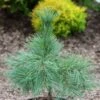 Pin De Weymouth Nain - Pinus Strobus Niagara Falls 1 Pin De Weymouth Nain - Pinus Strobus Niagara Falls -Fleurs & Plantes Soldes Boutique Pin de Weymouth nain Pinus strobus Niagara Falls IF 19075 1
