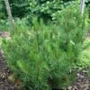 Pin De Bosnie - Pinus Heldreichii (leucodermis) Compact Gem -Fleurs & Plantes Soldes Boutique Pin de bosnie Pinus heldreichii leucodermis Compact Gem copyright 1002761 1
