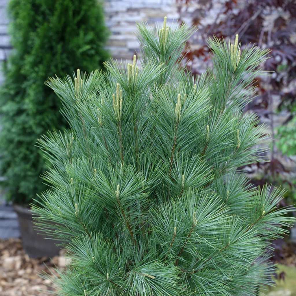 Pin De L'Himalaya - Pinus Wallichiana Densa Hill 3 Pin De L'Himalaya - Pinus Wallichiana Densa Hill