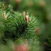 Pin De Montagne - Pinus Mugo Mumpitz -Fleurs & Plantes Soldes Boutique Pin de montagne Pinus mugo Mumpitz IF 1007902 1