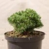 Pin De Montagne - Pinus Mugo Sherwood Compact 2 Pin De Montagne - Pinus Mugo Sherwood Compact -Fleurs & Plantes Soldes Boutique Pin de montagne Pinus mugo Sherwood Compact IF 1007912 1