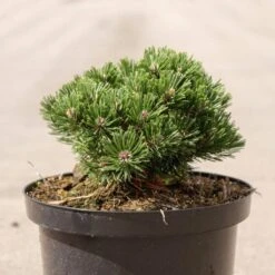 Pin De Montagne - Pinus Mugo Sherwood Compact
