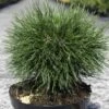 Pin De Montagne - Pinus Mugo Varella -Fleurs & Plantes Soldes Boutique Pin de montagne Pinus mugo Varella IF 1007922 1