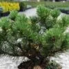 Pin De Montagne - Pinus Mugo Carsten's Wintergold -Fleurs & Plantes Soldes Boutique Pin de montagne pinus mugo Carsten s Wintergold IF 1007872 1