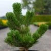 Pin Noir - Pinus Nigra Oregon Green -Fleurs & Plantes Soldes Boutique Pin noir Pinus nigra Oregon Green IF 1001662 1