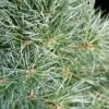 Pin Sylvestre Nain - Pinus Sylvestris Chantry Blue 1 Pin Sylvestre Nain - Pinus Sylvestris Chantry Blue -Fleurs & Plantes Soldes Boutique Pin sylvestre nain Pinus sylvestris Chantry Blue IF 19077 1