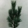 Pin Cembro Nain - Pinus Cembra Compacta Glauca