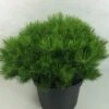 Pin Rouge Du Japon - Pinus Densiflora Low Glow 2 Pin Rouge Du Japon - Pinus Densiflora Low Glow -Fleurs & Plantes Soldes Boutique Pinus densiflora Low Glow 724002 1