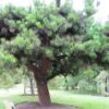 Pinus Insignis (radiata) - Pin De Monterey -Fleurs & Plantes Soldes Boutique Pinus insignis radiata 83435 1