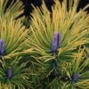 Pinus Mugo Golden Glow - Pin De Montagne -Fleurs & Plantes Soldes Boutique Pinus mugo Golden Glow 726002 1