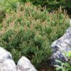 Pinus Mugo Mops - Pin De Montagne 1 Pinus Mugo Mops - Pin De Montagne -Fleurs & Plantes Soldes Boutique Pinus mugo Mops 0730002 1 1