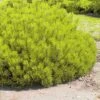 Pin De Montagne - Pinus Mugo Ophir -Fleurs & Plantes Soldes Boutique Pinus mugo Ophir 0731002 1