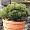 Pinus Mugo Picobello - Pin Nain Des Montagnes -Fleurs & Plantes Soldes Boutique Pinus mugo Picobello 88955 1