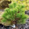 Pinus Mugo Winter Gold - Pin De Montagne Nain Doré -Fleurs & Plantes Soldes Boutique Pinus mugo Winter Gold 88956 1
